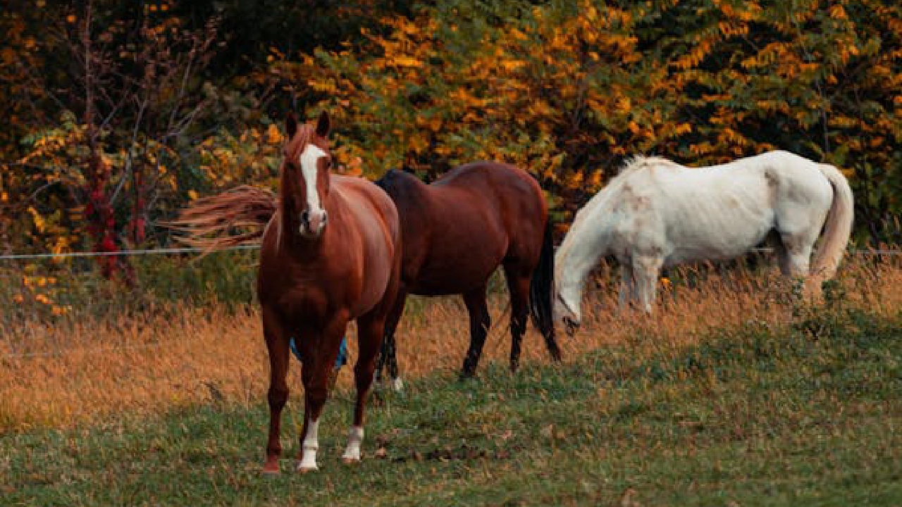 Horses