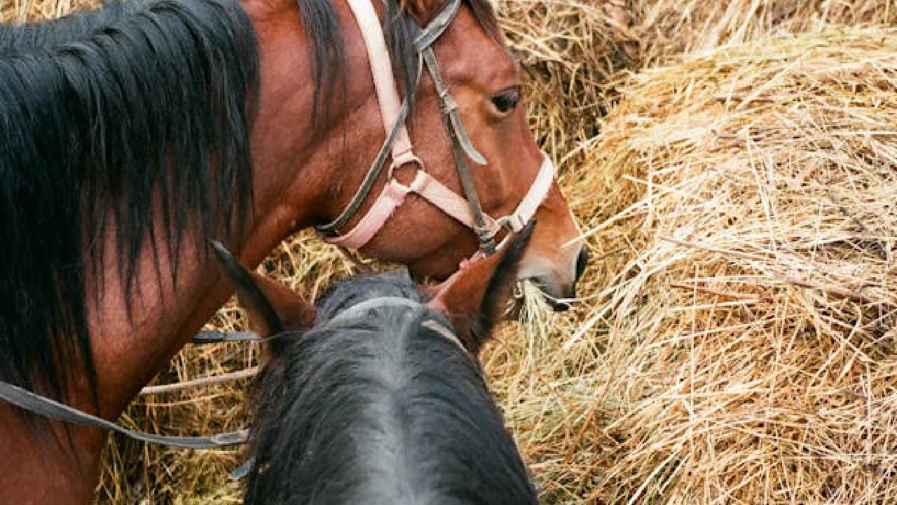 Horses