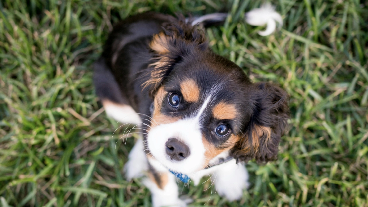 Puppy looking up