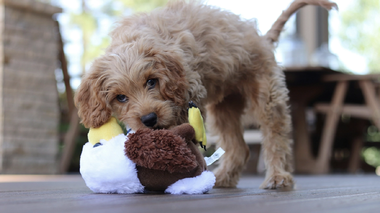 Stop Puppy from biting