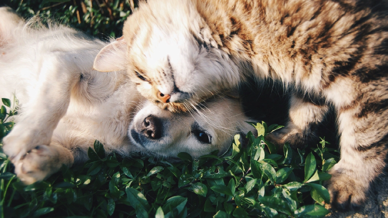 Cat and dog