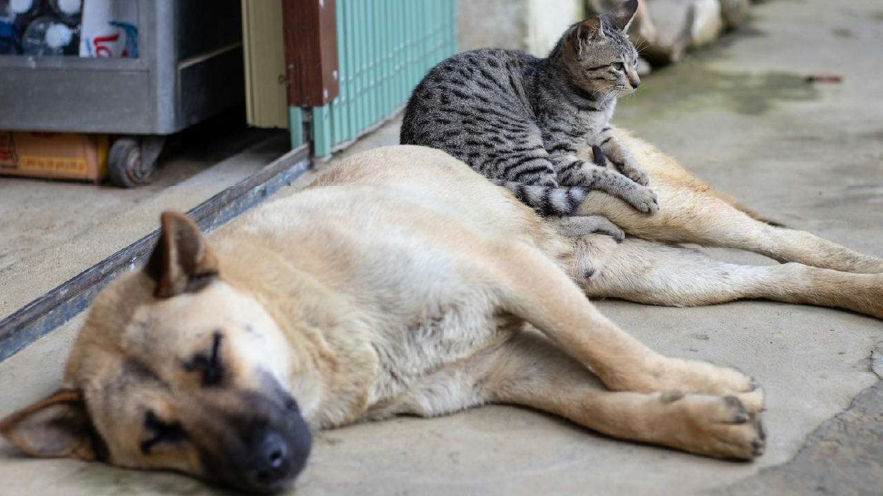 Cat and dog