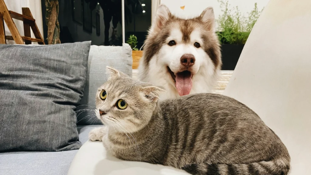 Cats and dogs